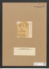 Schizonema divergens W. Sm. (de-Toni-Nr.: Genus 20, Species 1182) Zeichnungen Sammlung Grunow Nr. 2282 (NHMW-BOT-W0369402)